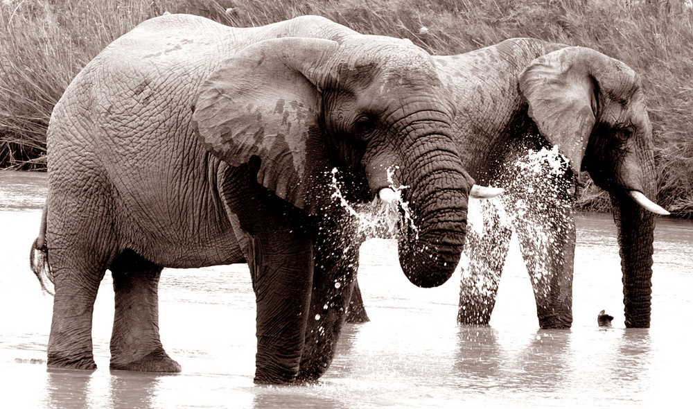 +african elephants+ by Alexandra Zander 