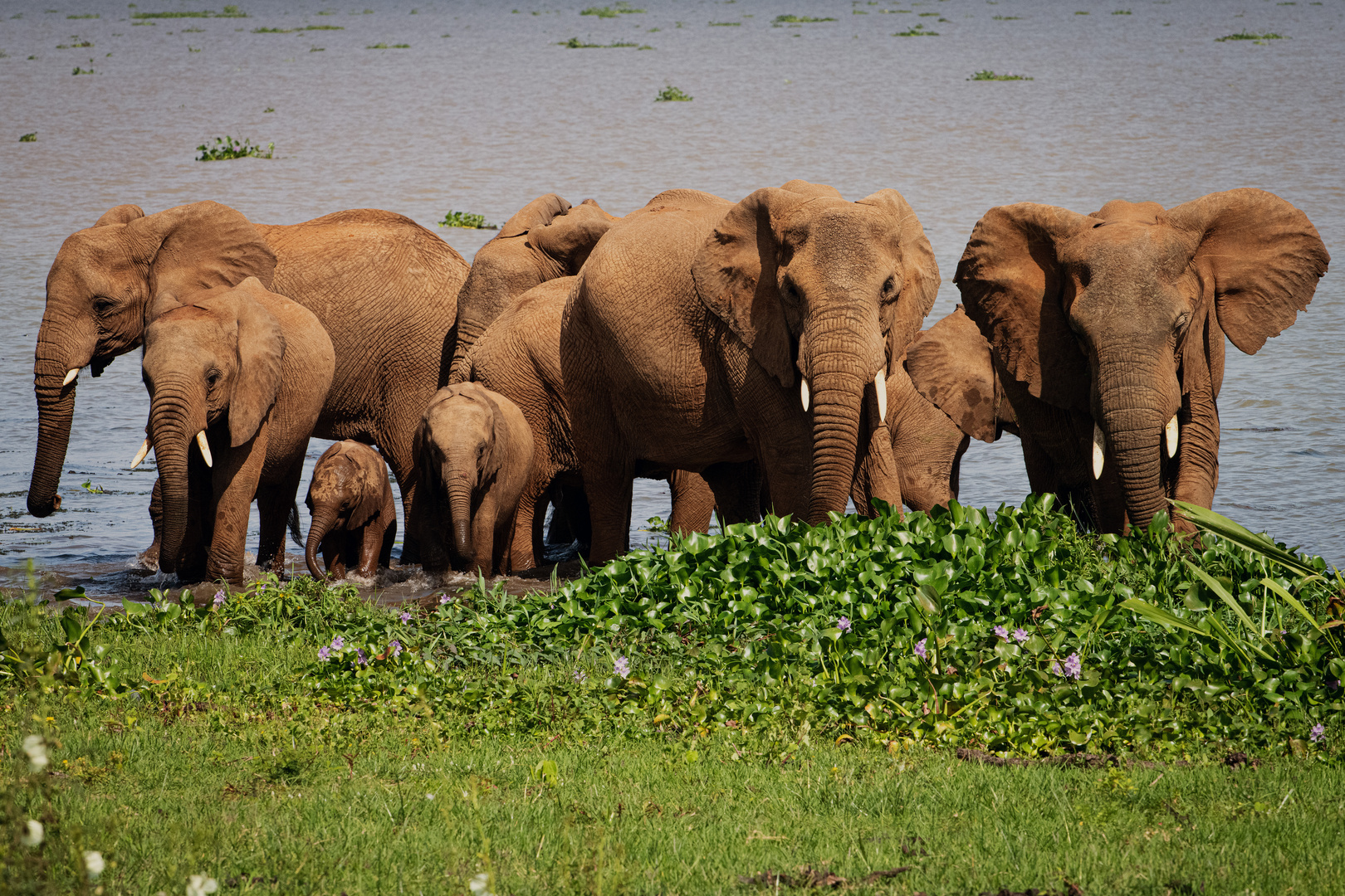 [ African Elephants ] 