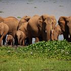 [ African Elephants ] 