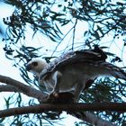 African Feather Crowned Eagle