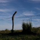 African Fence