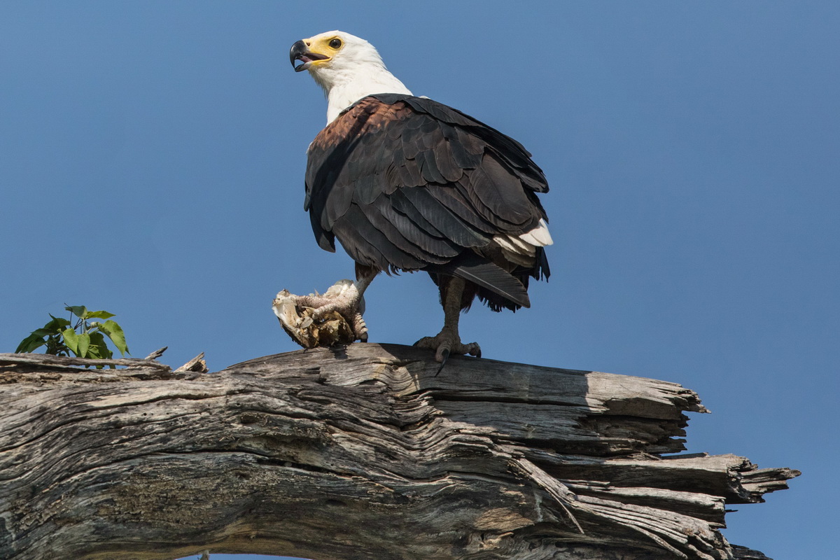 African Fish Eagle