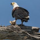 African Fish Eagle