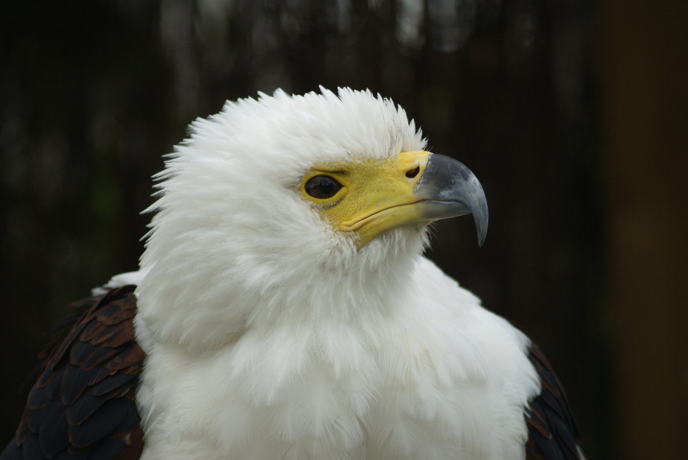 African Fish Eagle