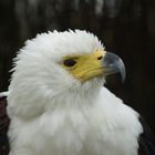 African Fish Eagle