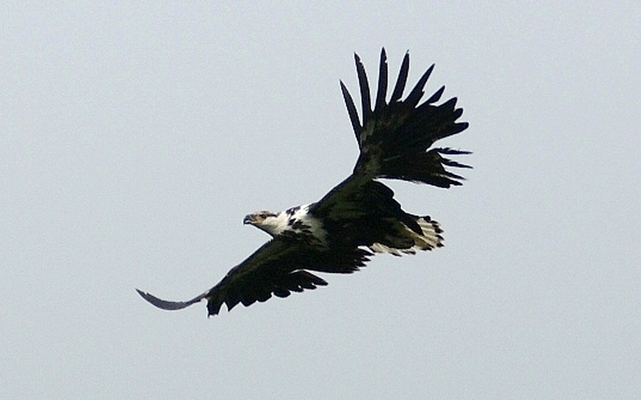 African fish EAGLE