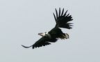 African fish EAGLE de Daniel Janvrin 