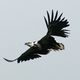 African fish EAGLE