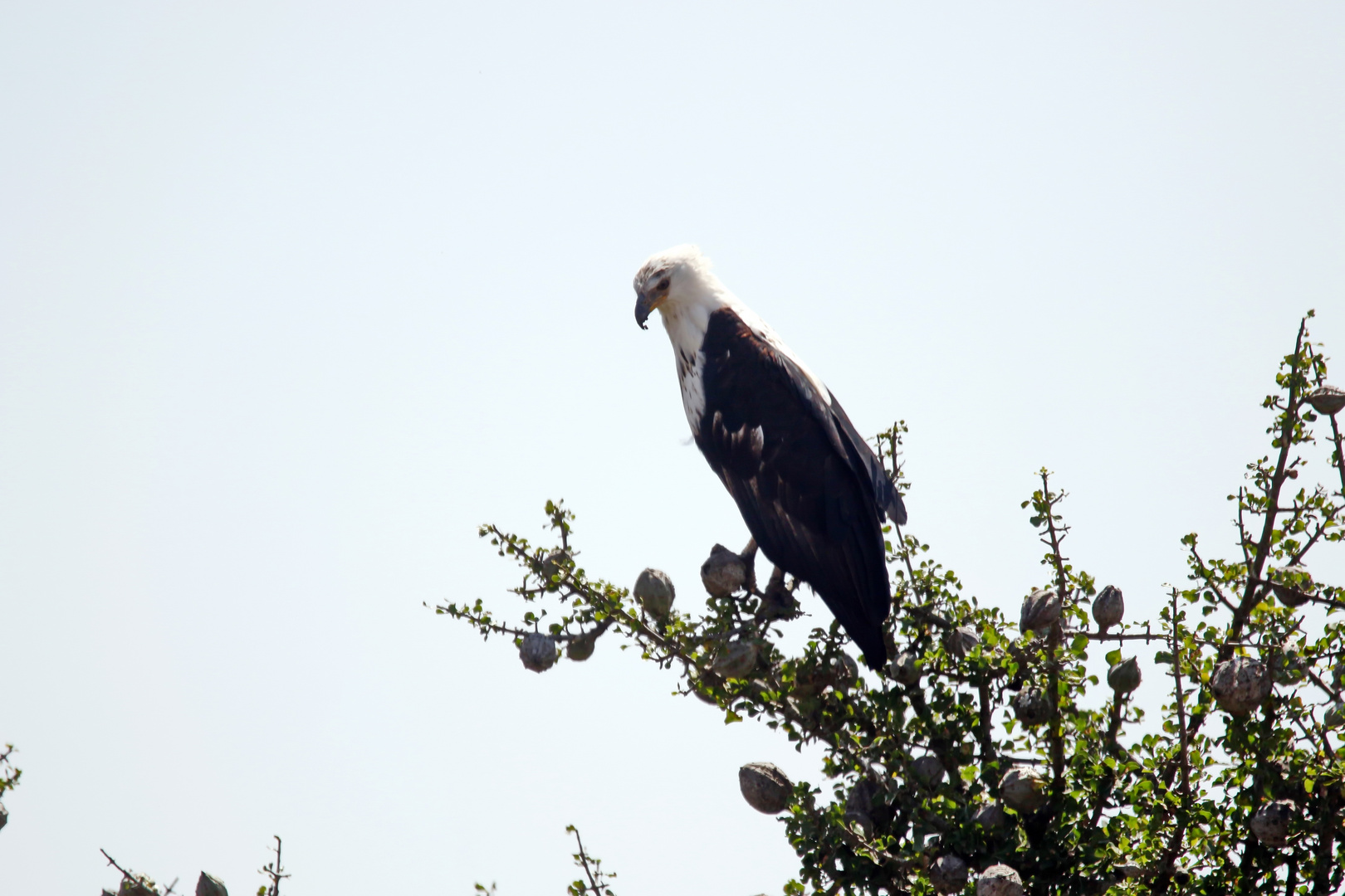 African fish eagle