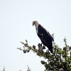 African fish eagle