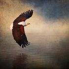 African Fish Eagle