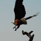 African Fish Eagle