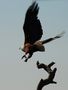 African Fish Eagle von Paulili 