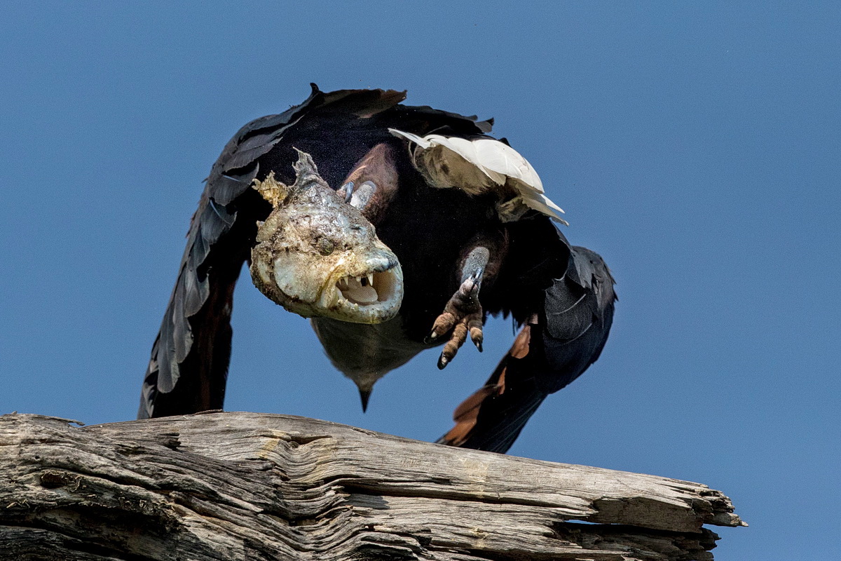 African Fish Eagle