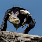 African Fish Eagle