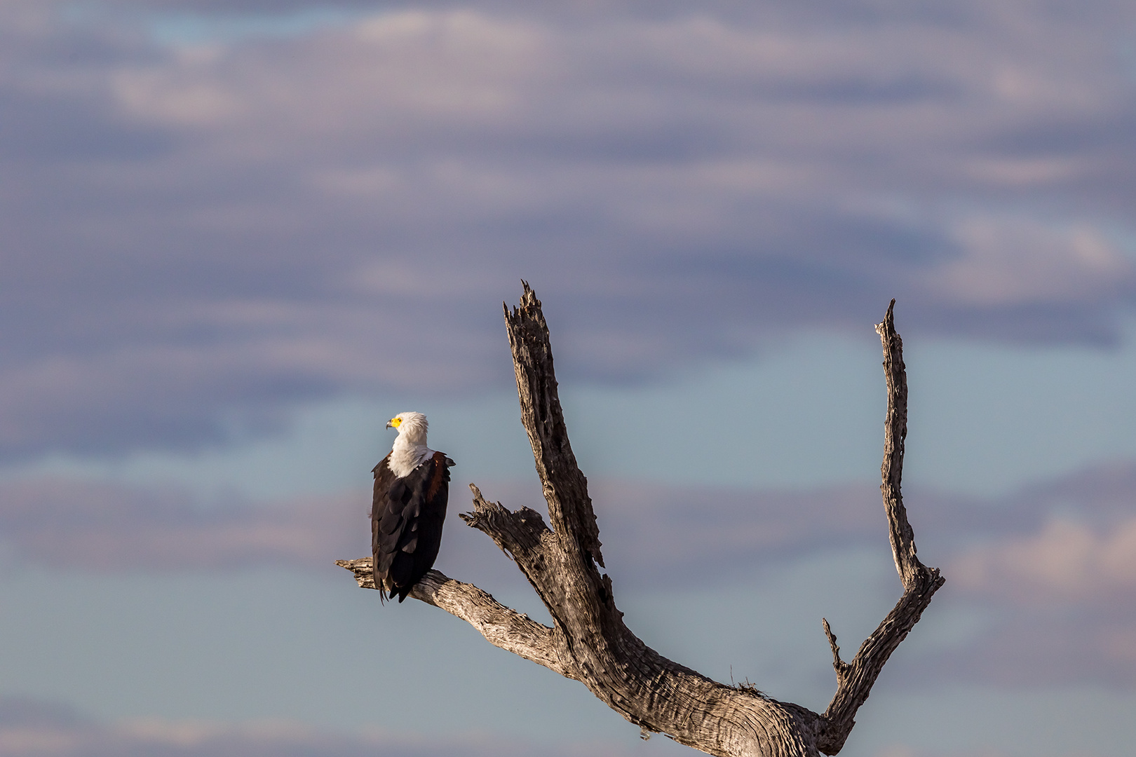 African fish eagle (Afrikanischer Fischadler)