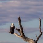 African fish eagle (Afrikanischer Fischadler)