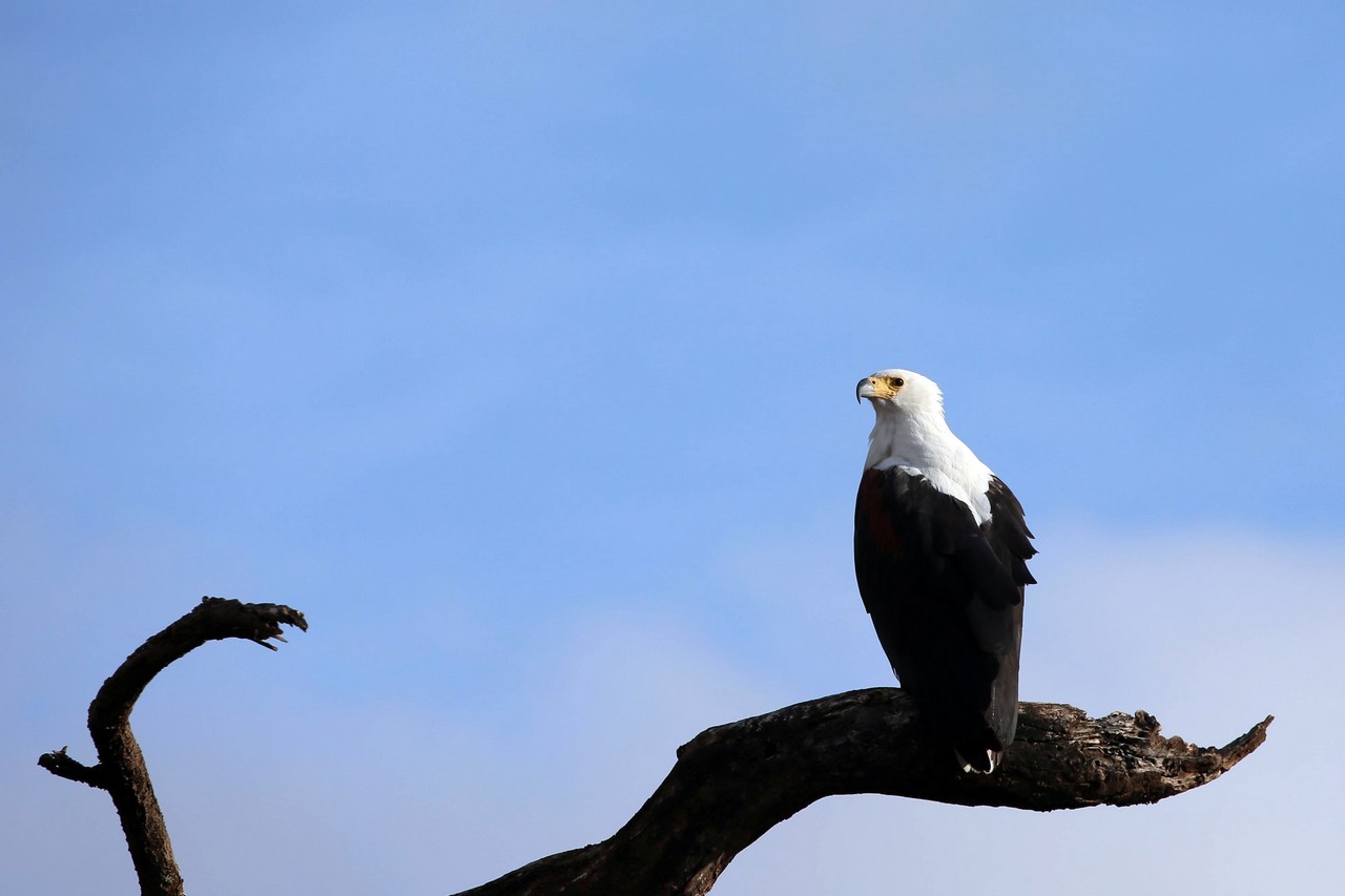 African fish eagle - Amboseli - Kenya