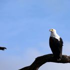 African fish eagle - Amboseli - Kenya