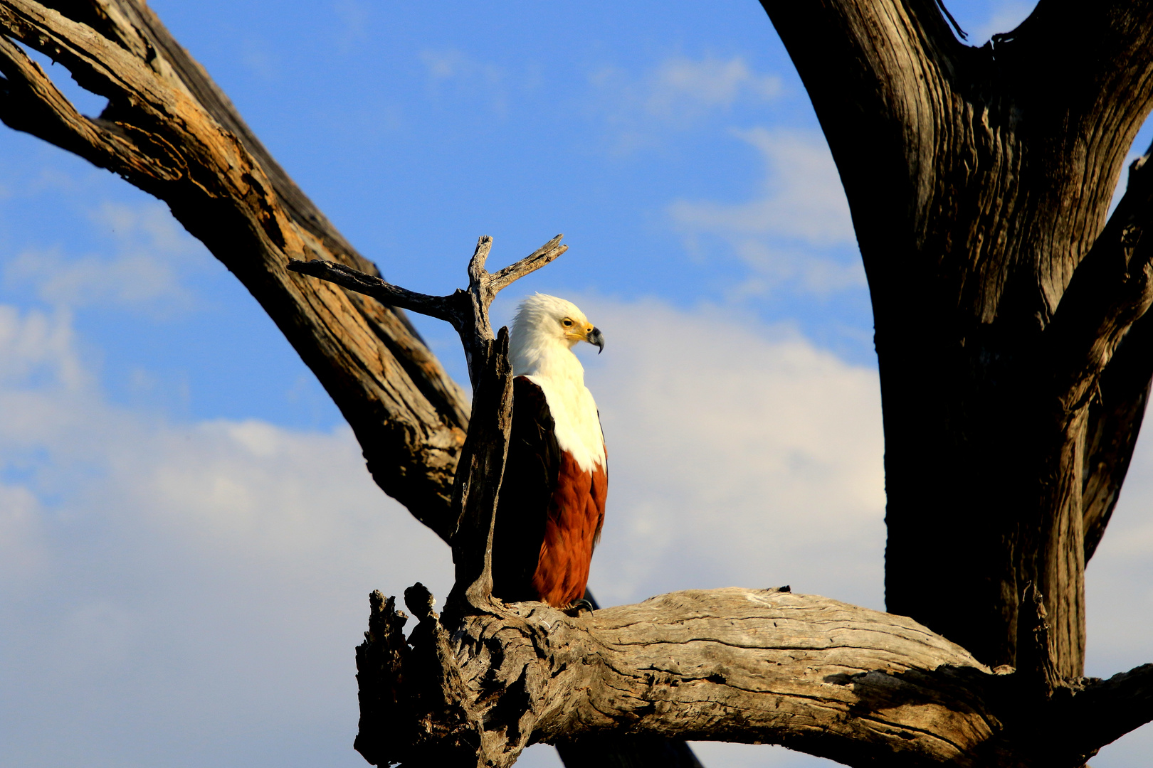 African Fish Eagle auf der Lauer