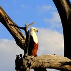 African Fish Eagle auf der Lauer