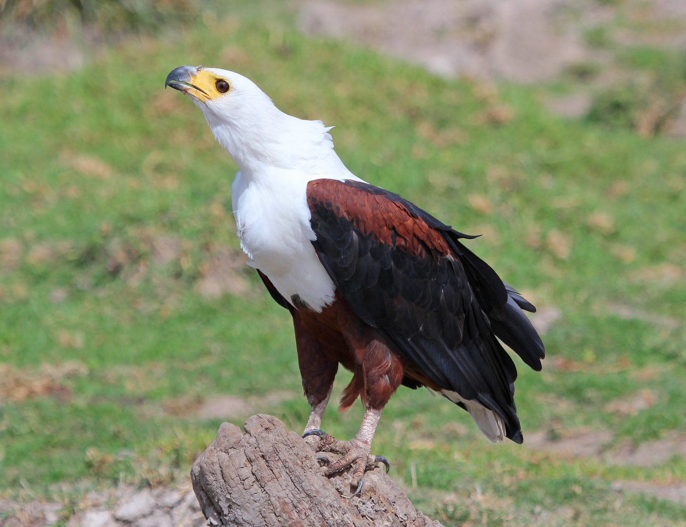 African Fish Eagle