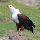 African Fish Eagle