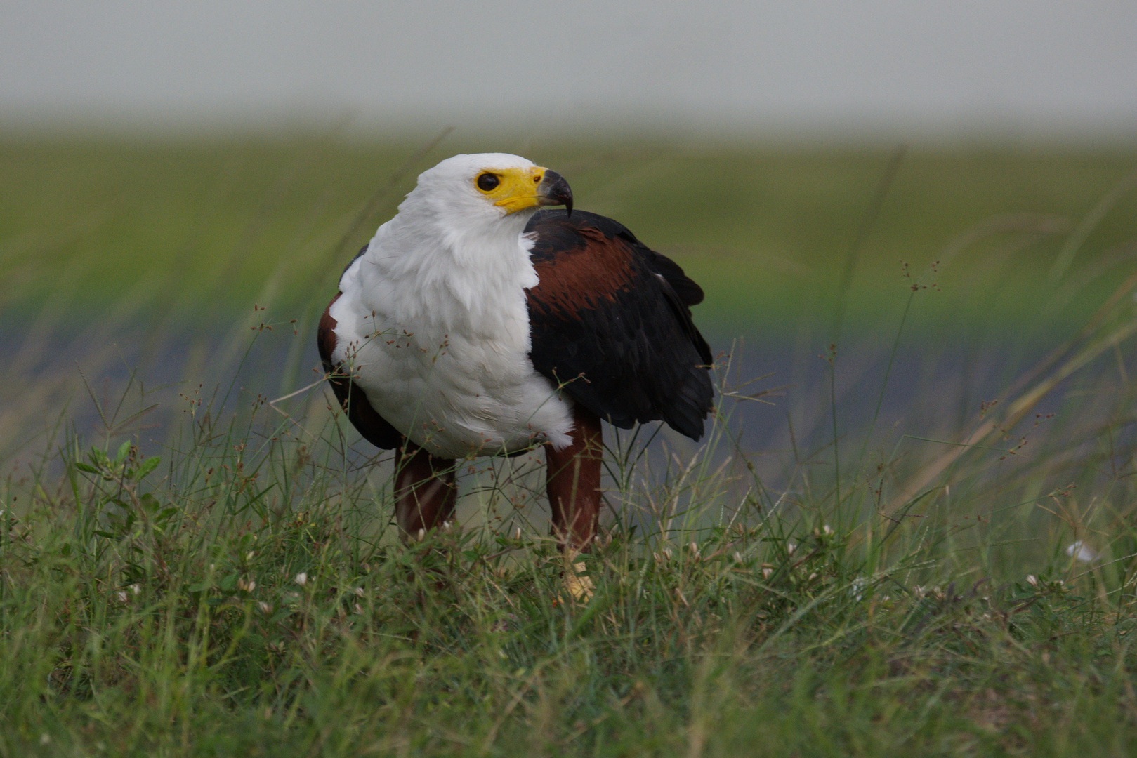 African Fish Eagle