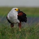 African Fish Eagle