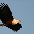 African Fish Eagle