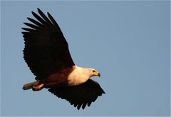 African Fish Eagle