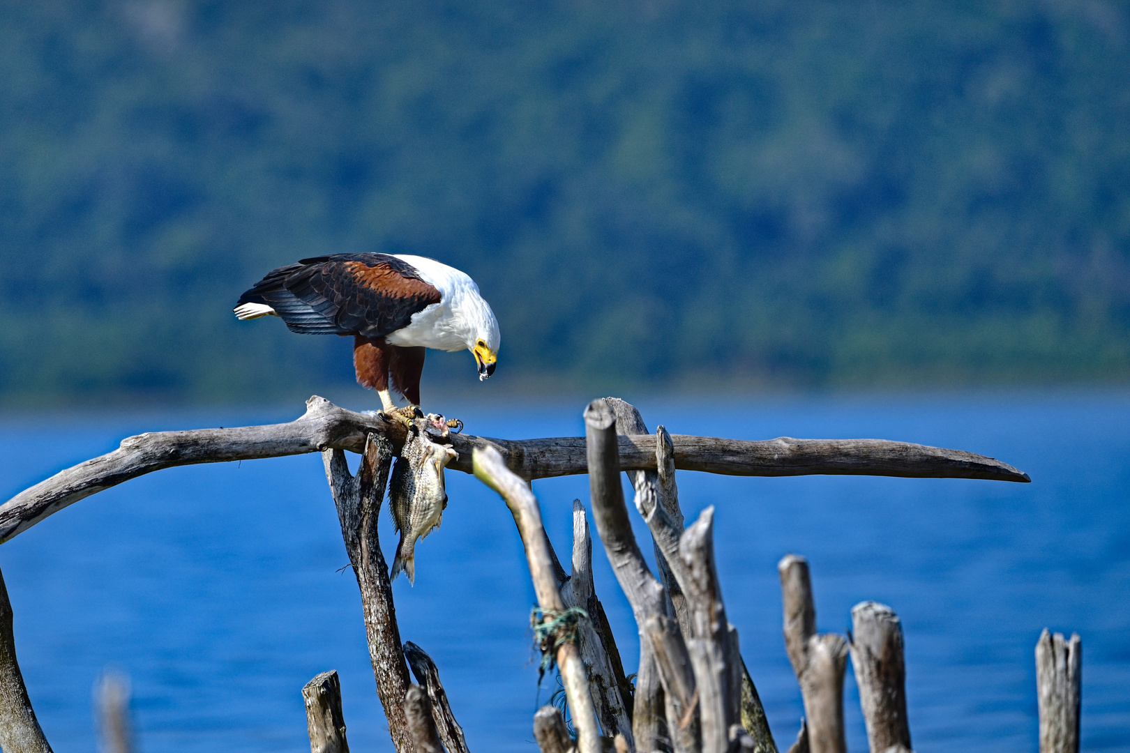 African Fish Eagle