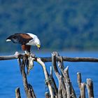 African Fish Eagle