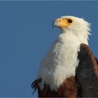 African Fish-Eagle