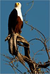 [ African Fish Eagle ]