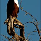 [ African Fish Eagle ]