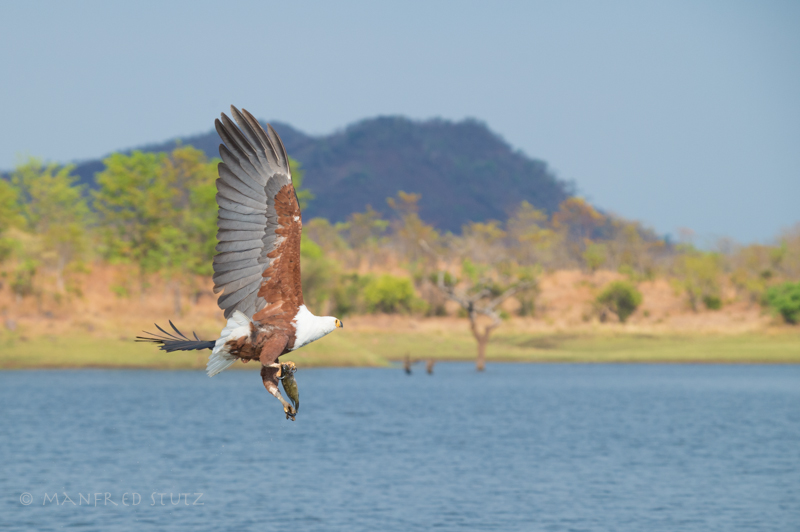 African Fish Eagle