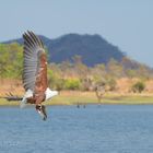 African Fish Eagle