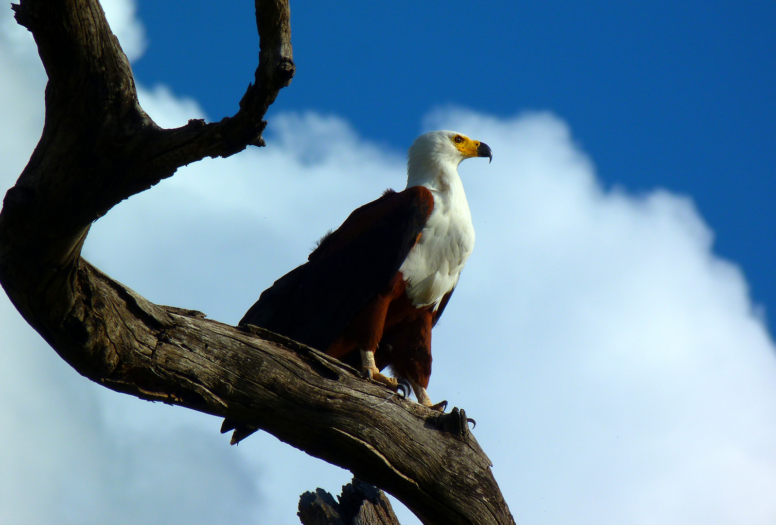 African-Fish-eagle hält Ausschau!