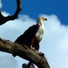 African-Fish-eagle hält Ausschau!