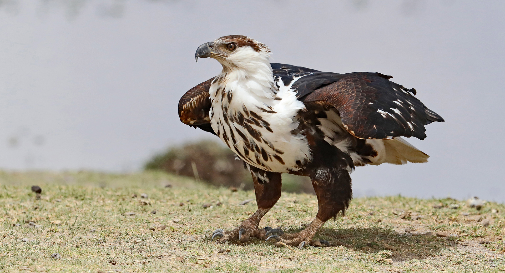 African Fish Eagle ( Haliaeetus vocifer)