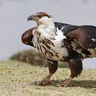 African Fish Eagle ( Haliaeetus vocifer)