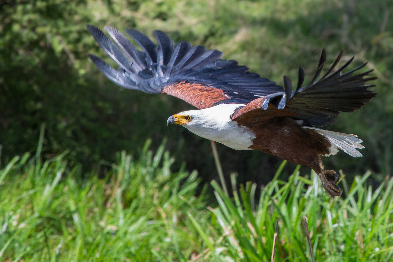 African Fish Eagle im Flug