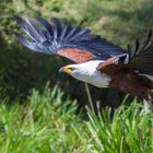 African Fish Eagle im Flug