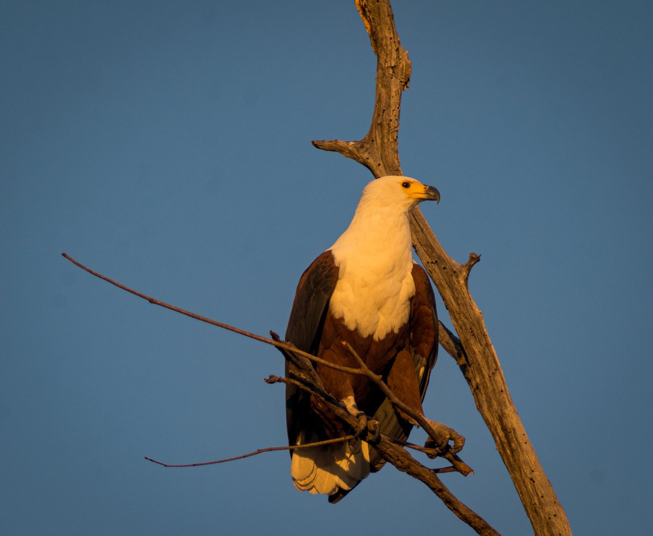 African Fish Eagle in der Morgen Sonne