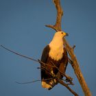 African Fish Eagle in der Morgen Sonne