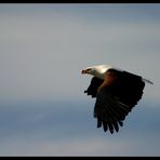 African Fish Eagle, Queen Elizabeth NP, Uganda