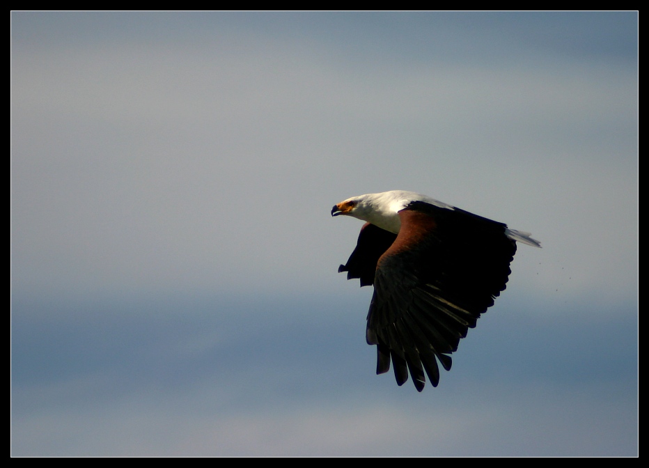 African Fish Eagle, Queen Elizabeth NP, Uganda