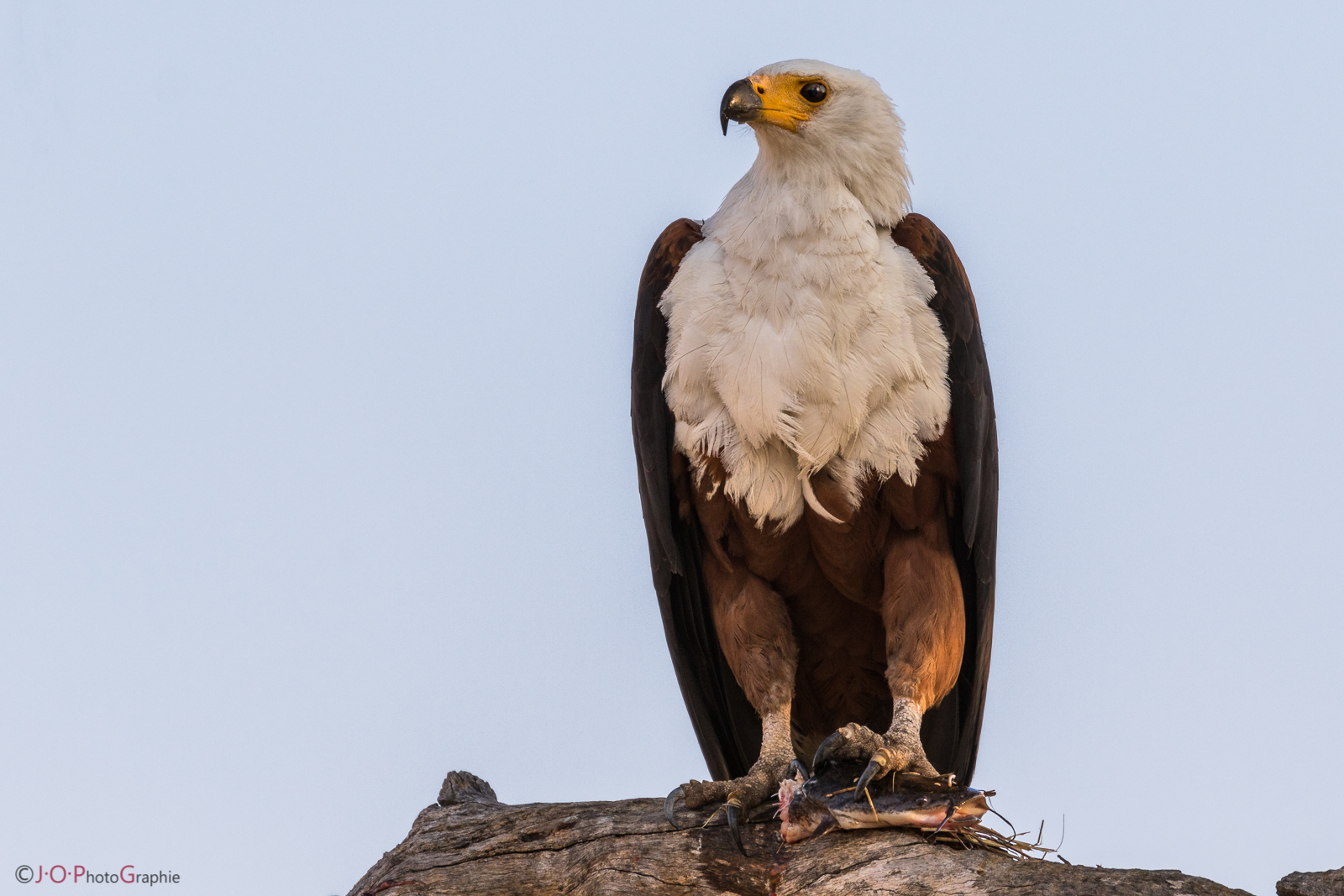 African Fish Eagle, Schreiseeadler beim Frühstück