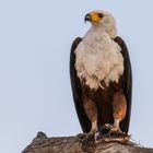 African Fish Eagle, Schreiseeadler beim Frühstück